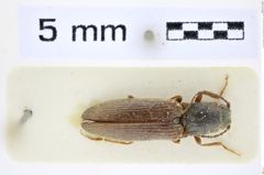 Foto (Dorsalansicht) von Athous (Orthathous) brisouti (Sanchez-Ruiz, 1996) (NHMW-ZOO-COL-0008451)